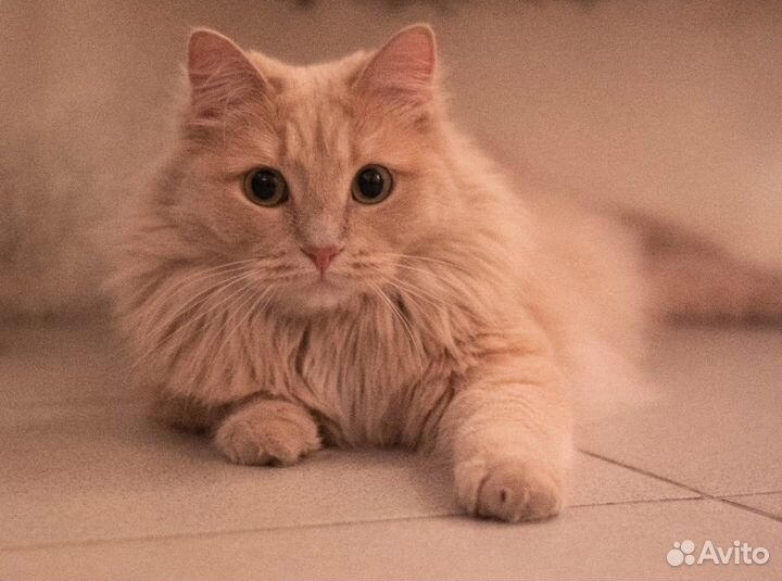 Марлен ищет дом