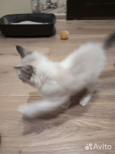 Кошечка в добрые руки