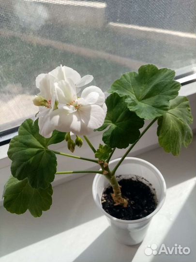 Доллоровое дерево. Аллое вера. Пеларгония