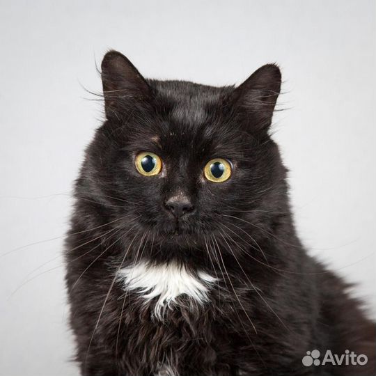 Котик Кузенька в добрые руки