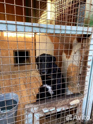 Собаку сдали в приют