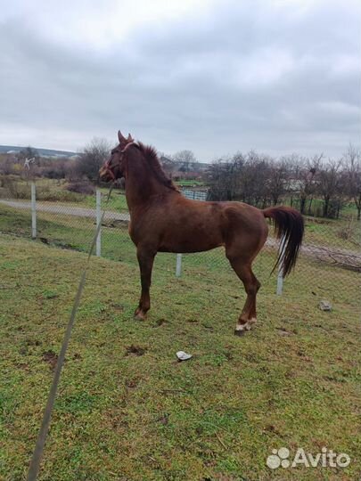 Продам лошадь кобыла