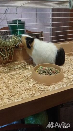 Морская свинка с клеткой бесплатно