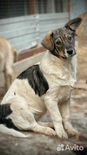 Пристраивается в самые добрые руки