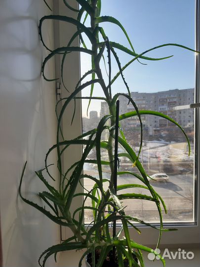 Алоэ древовидное