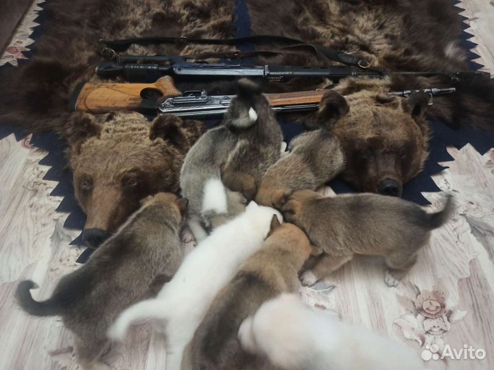 Продаю щенков западно сибирской лайки