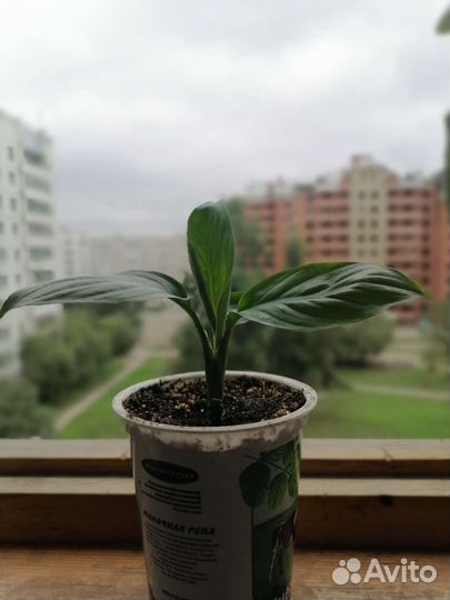 Спатифиллум Сенсация