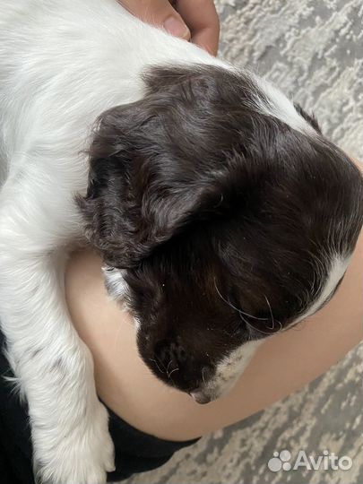 Русский спаниель