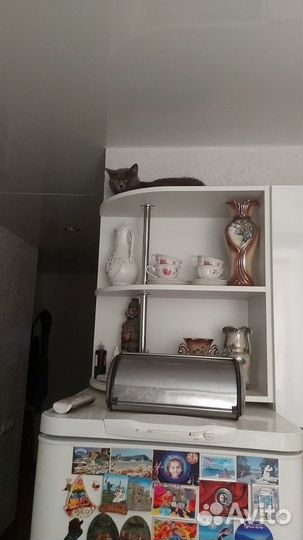 Британская короткошерстная кошка