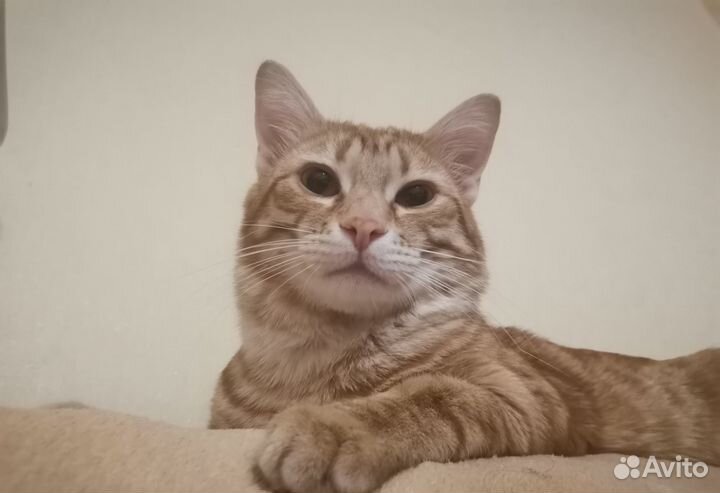 Отдам красивого кота