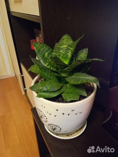 Сансевиерия