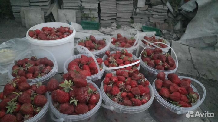 Рассада клубники