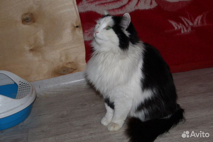 Кот 1,5 года