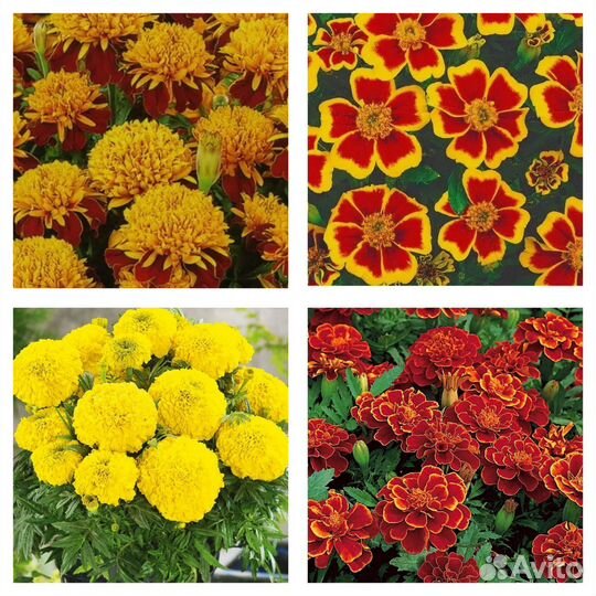 Цветочная рассада