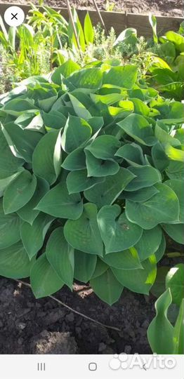 Цветы садовые