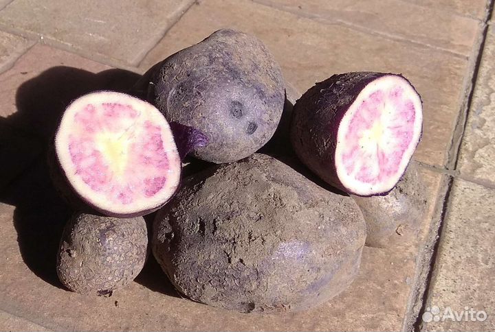 Картофель фиолетовый