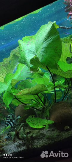 Нимфея тигровая