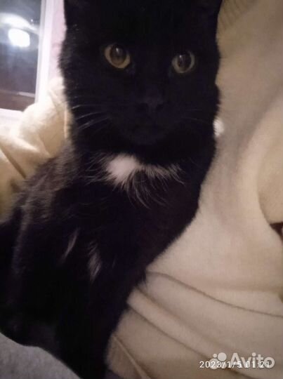 Котята в добрые руки даром