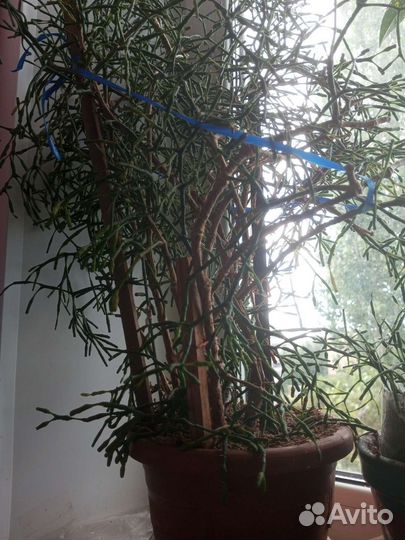 Хатиора суккулент