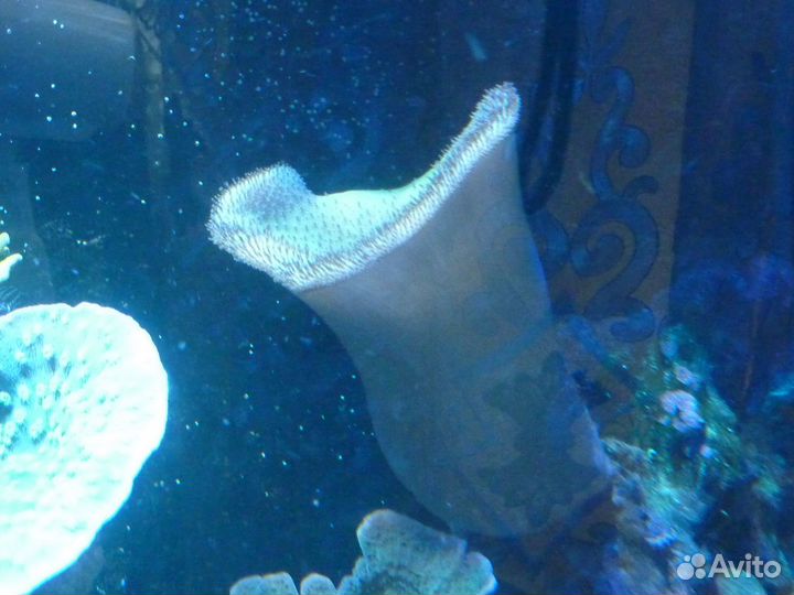 Мягкие кораллы