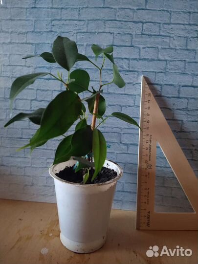 Фикус бенджамина