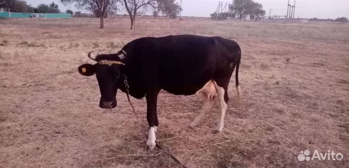 Коровы и телки