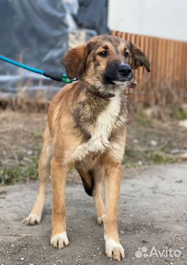 Собаки бесплатно в добрые руки