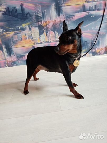 Вязка цвергпинчера, 1500т.р за встречу