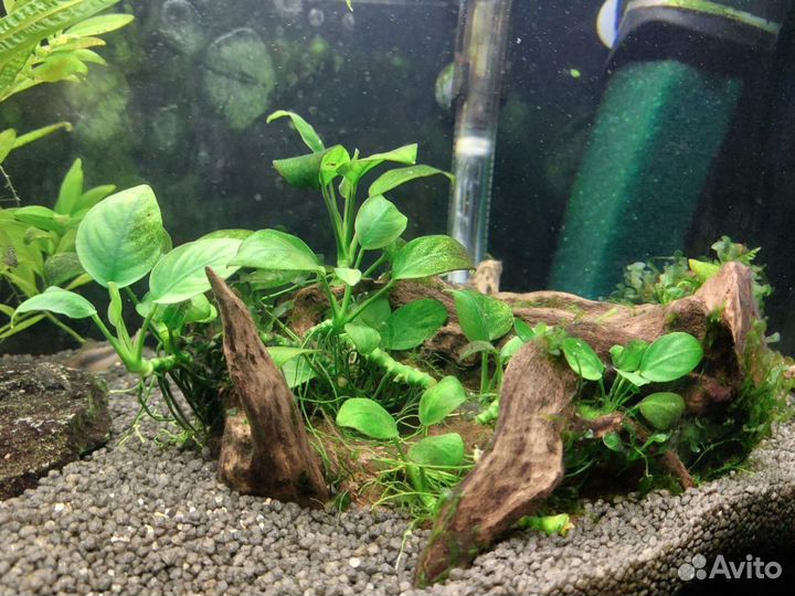 Большой аквариум на 100 л с крышкой. С рыбками