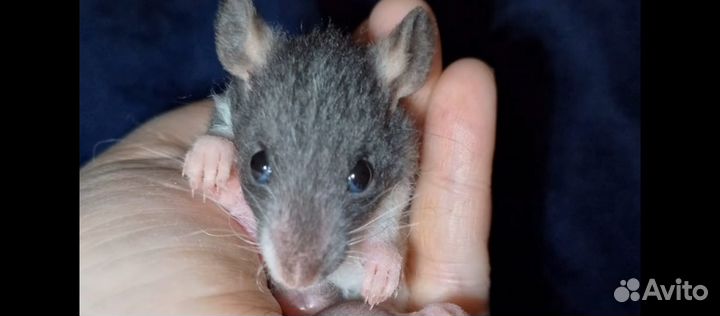 Крыски 6 мальчиков рексы и стандарт