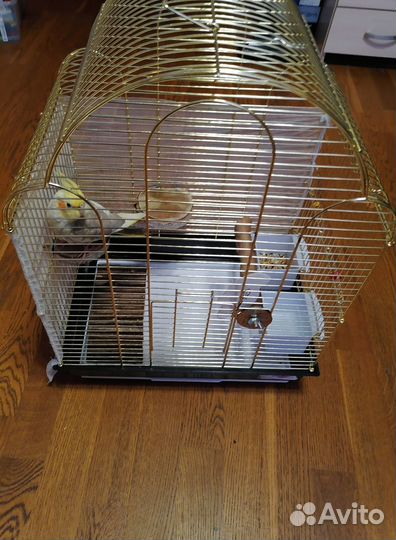 Самка Кореллы