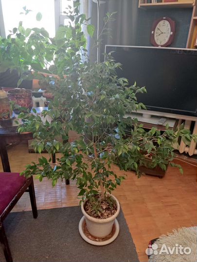 Фикус бенджамина