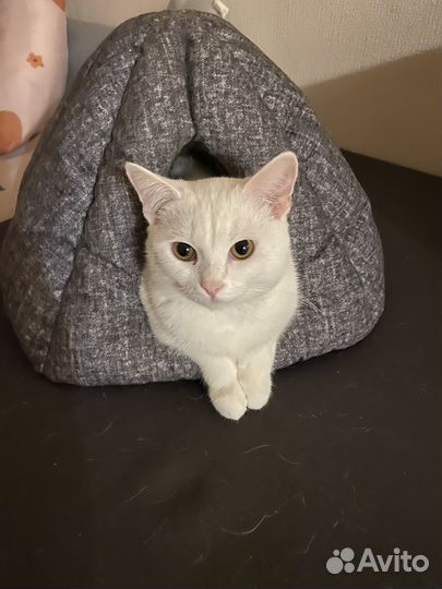 Продаю домик для кота