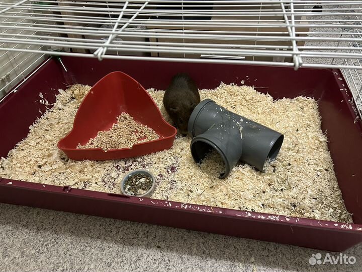 Морская свинка с клеткой