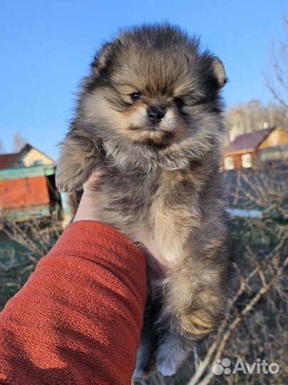 Померанский шпиц