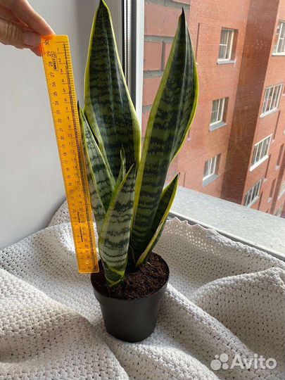 Сансевиерия