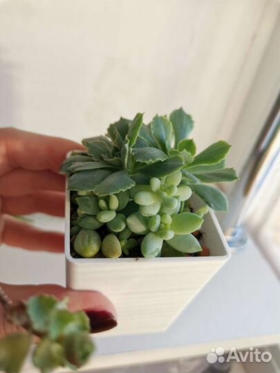 Суккуленты