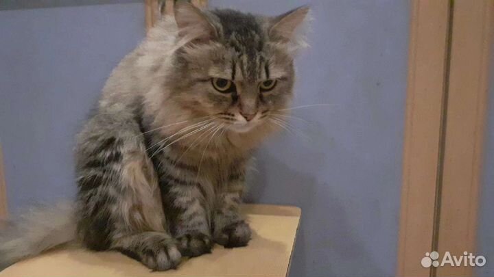Кошки и кот