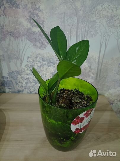 Замиокулькас