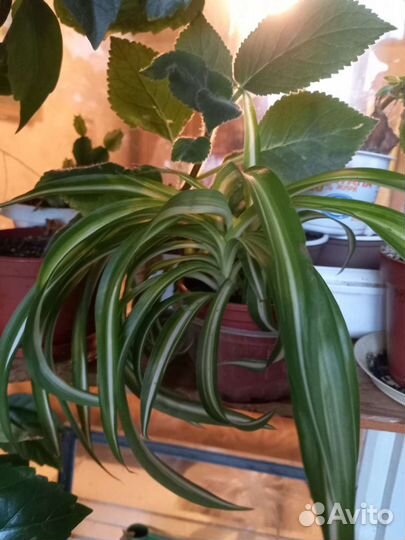 Хлорофитум Бонни кудрявый