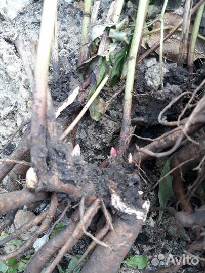 Пионы саженцы