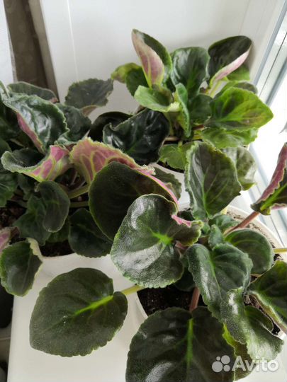 Фиалка розовая