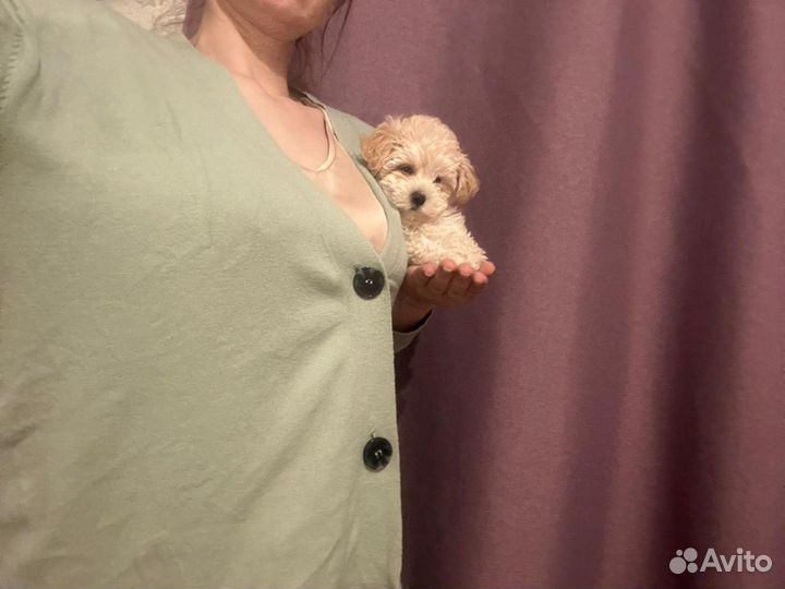 Мальтипу ф1 в Москве микро-мини