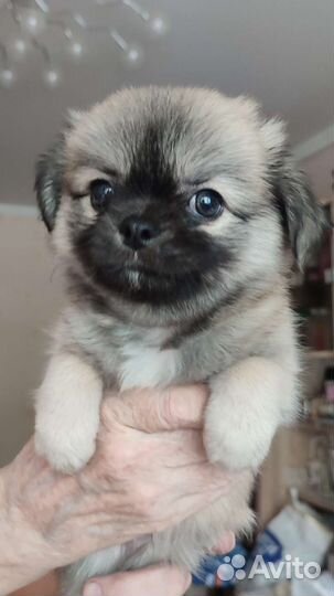 Продаю щенков чихуа длинношëрстных