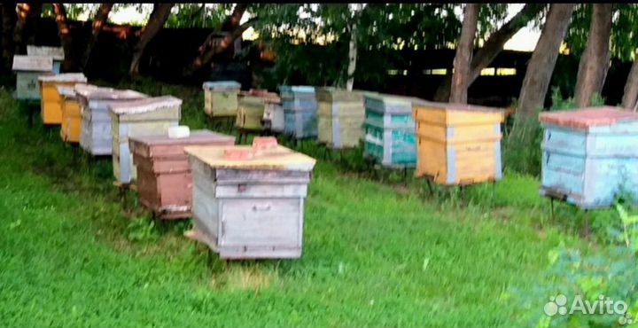 Улей для пчел бу
