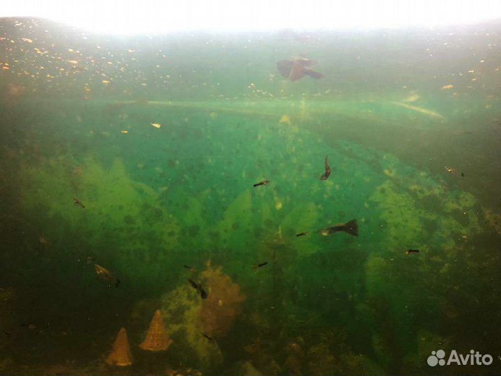 Рыбки гуппи