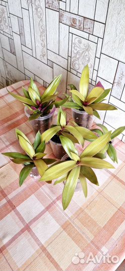 Традесканция рео желтая