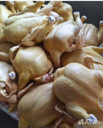 Куры бройлер