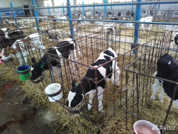 Телята бычки