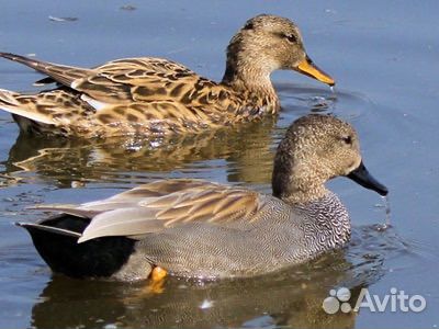 Дикая утка кряква